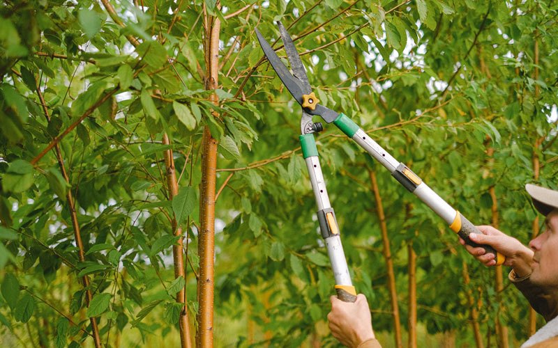 Tree trimming in Rushville, IL